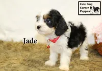 F1 Jade, a female Cavapoo for sale in Taylorsville, NC – 1 of 10