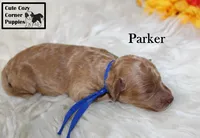 AKC Parker, a male Poodle - Miniature  for sale in Taylorsville, NC – 3 of 6