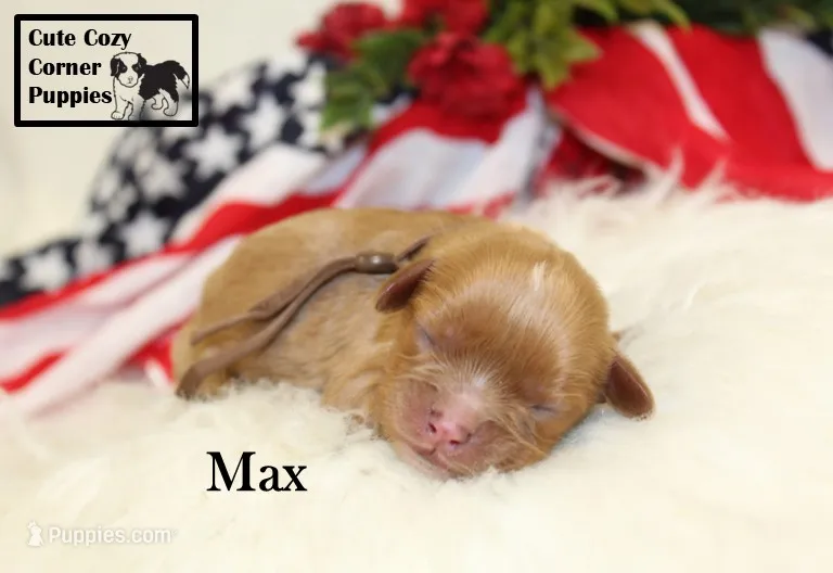 AKC Max – Cavalier King Charles Spaniel puppy for sale in Taylorsville, NC