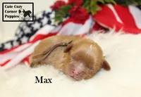 AKC Max, a male Cavalier King Charles Spaniel for sale in Taylorsville, NC – 1 of 9