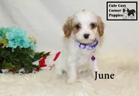 F1 June, a female Cavapoo for sale in Taylorsville, NC – 3 of 10
