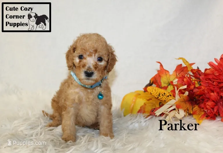 AKC Parker – Poodle - Miniature  puppy for sale in Taylorsville, NC