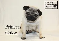 AKC Princess Chloe, a female Pug for sale in Taylorsville, NC – 5 of 8