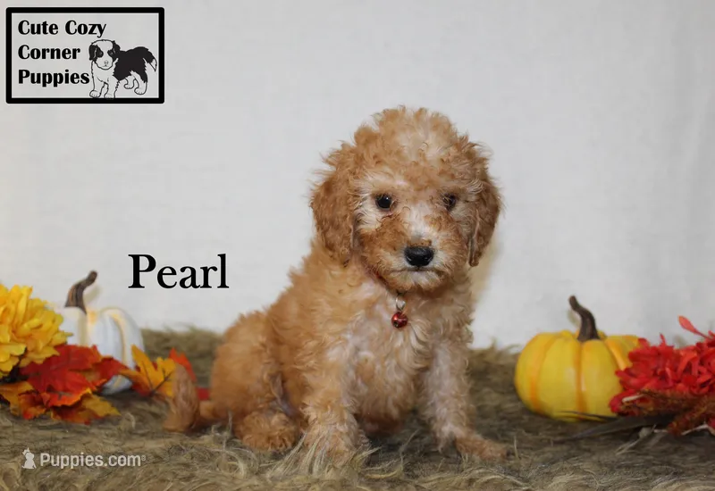 Akc Pearl, a female Poodle - Miniature  for sale in Taylorsville, NC – 1 of 9