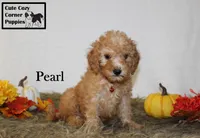 Akc Pearl, a female Poodle - Miniature  for sale in Taylorsville, NC – 1 of 9