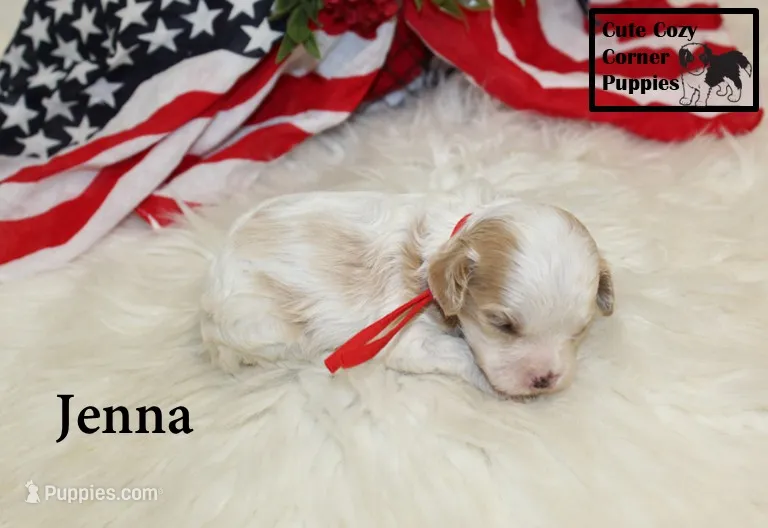 F1 Jenna – Cavapoo puppy for sale in Taylorsville, NC