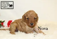 F1B Nova, a female Cavapoo for sale in Taylorsville, NC – 5 of 7