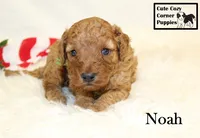 F1B Noah, a male Cavapoo for sale in Taylorsville, NC – 4 of 6