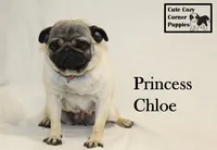 AKC Princess Chloe, a female Pug for sale in Taylorsville, NC – 2 of 8