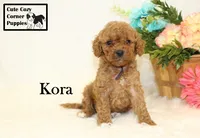 F1B Kora, a female Cavapoo for sale in Taylorsville, NC – 7 of 10