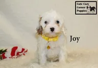 F1 Joy, a female Cavapoo for sale in Taylorsville, NC – 4 of 10