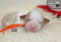 F1 Jill, a female Cavapoo for sale in Taylorsville, NC – 6 of 7