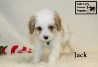 F1 Jack, a male Cavapoo for sale in Taylorsville, NC – 10 of 10