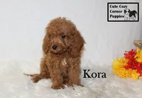 F1B Kora, a female Cavapoo for sale in Taylorsville, NC – 6 of 9
