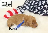 F1B Kade, a male Cavapoo for sale in Taylorsville, NC – 2 of 10