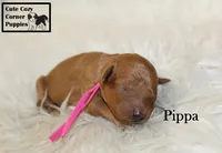 AKC Pippa, a female Poodle - Miniature  for sale in Taylorsville, NC – 4 of 5