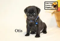 AKC Otis, a male Pug for sale in Taylorsville, NC – 9 of 9