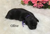 AKC Olive, a female Pug for sale in Taylorsville, NC – 3 of 7