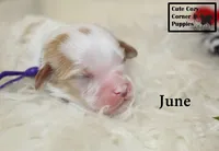 F1 June, a female Cavapoo for sale in Taylorsville, NC – 2 of 7
