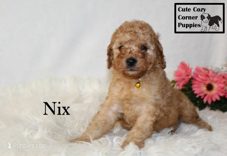 F1B Nix – Cavapoo puppy for sale in Taylorsville, NC