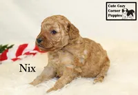 F1B Nix, a male Cavapoo for sale in Taylorsville, NC – 5 of 7
