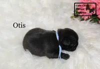AKC Otis, a male Pug for sale in Taylorsville, NC – 5 of 5