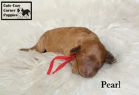 Akc Pearl, a female Poodle - Miniature  for sale in Taylorsville, NC – 4 of 6
