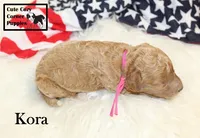 F1B Kora, a female Cavapoo for sale in Taylorsville, NC – 3 of 9