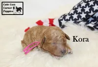 F1B Kora, a female Cavapoo for sale in Taylorsville, NC – 4 of 9