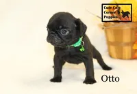 AKC Otto, a male Pug for sale in Taylorsville, NC – 6 of 7
