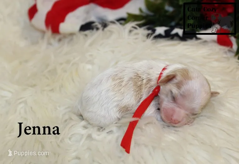 F1 Jenna – Cavapoo puppy for sale in Taylorsville, NC