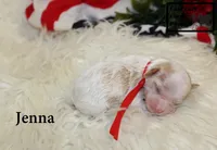 F1 Jenna, a female Cavapoo for sale in Taylorsville, NC – 1 of 7