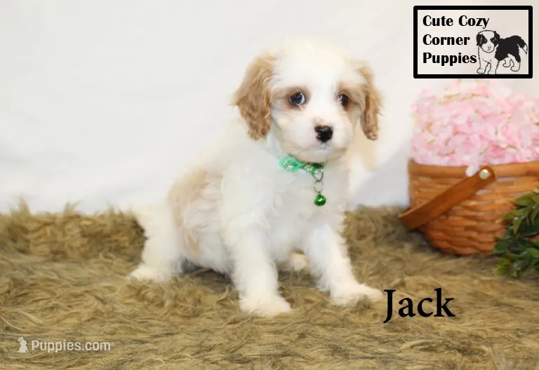 F1 Jack – Cavapoo puppy for sale in Taylorsville, NC