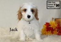 F1 Jack, a male Cavapoo for sale in Taylorsville, NC – 5 of 8