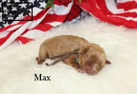 AKC Max, a male Cavalier King Charles Spaniel for sale in Taylorsville, NC – 2 of 9