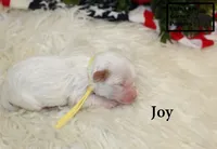 F1 Joy, a female Cavapoo for sale in Taylorsville, NC – 6 of 6