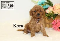 F1B Kora, a female Cavapoo for sale in Taylorsville, NC – 9 of 10