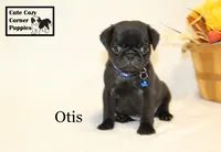 AKC Otis, a male Pug for sale in Taylorsville, NC – 2 of 9