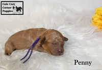 AKC Penny, a female Poodle - Miniature  for sale in Taylorsville, NC – 2 of 5