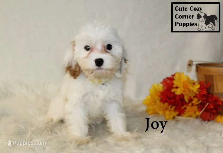 F1 Joy – Cavapoo puppy for sale in Taylorsville, NC