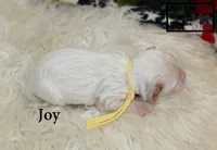 F1 Joy, a female Cavapoo for sale in Taylorsville, NC – 4 of 6