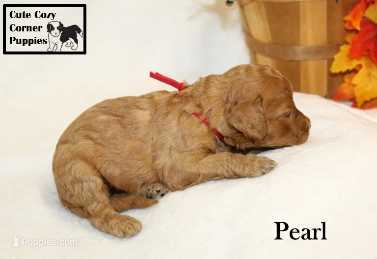 Akc Pearl – Poodle - Miniature  puppy for sale in Taylorsville, NC