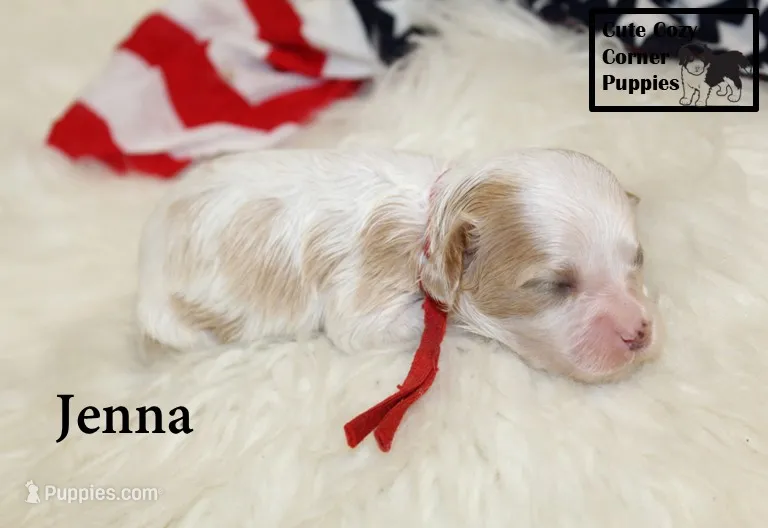 F1 Jenna – Cavapoo puppy for sale in Taylorsville, NC