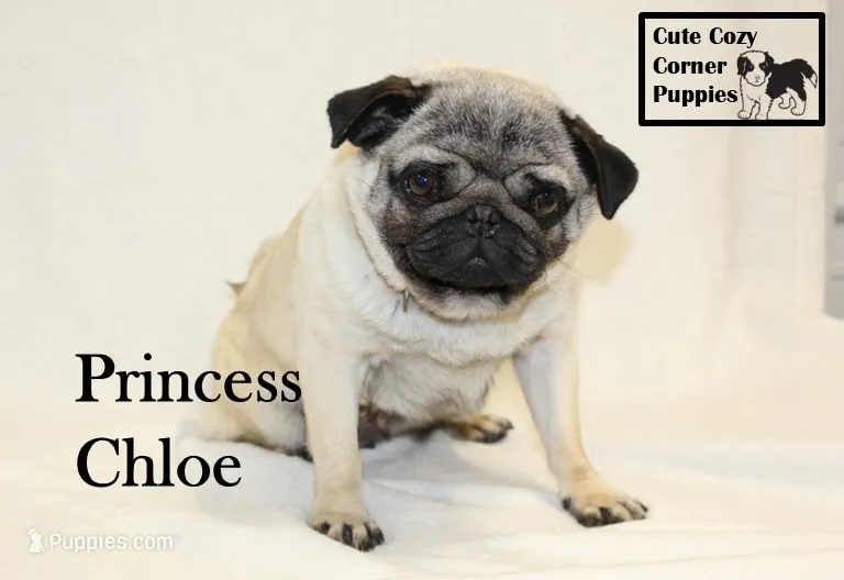 AKC Princess Chloe – Pug puppy for sale in Taylorsville, NC