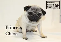 AKC Princess Chloe, a female Pug for sale in Taylorsville, NC – 6 of 8