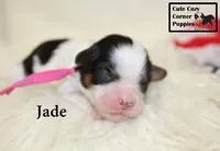F1 Jade, a female Cavapoo for sale in Taylorsville, NC – 2 of 7