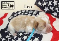 AKC Leo, a male Cavalier King Charles Spaniel for sale in Taylorsville, NC – 5 of 9