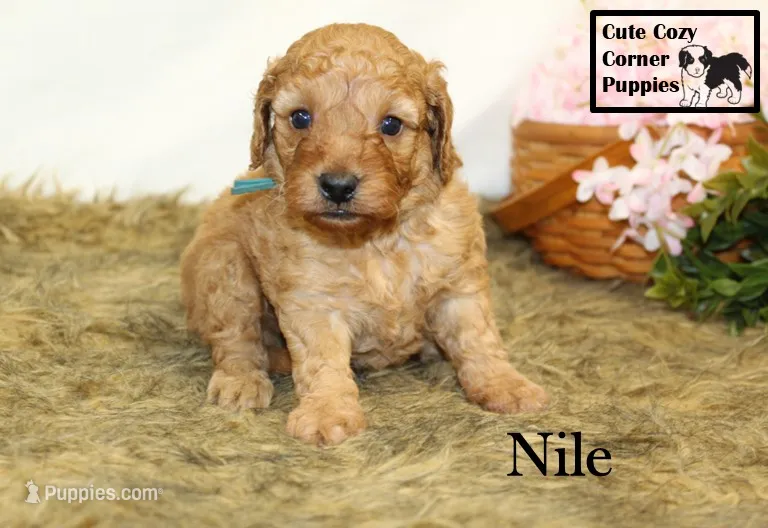 F1B Nile – Cavapoo puppy for sale in Taylorsville, NC