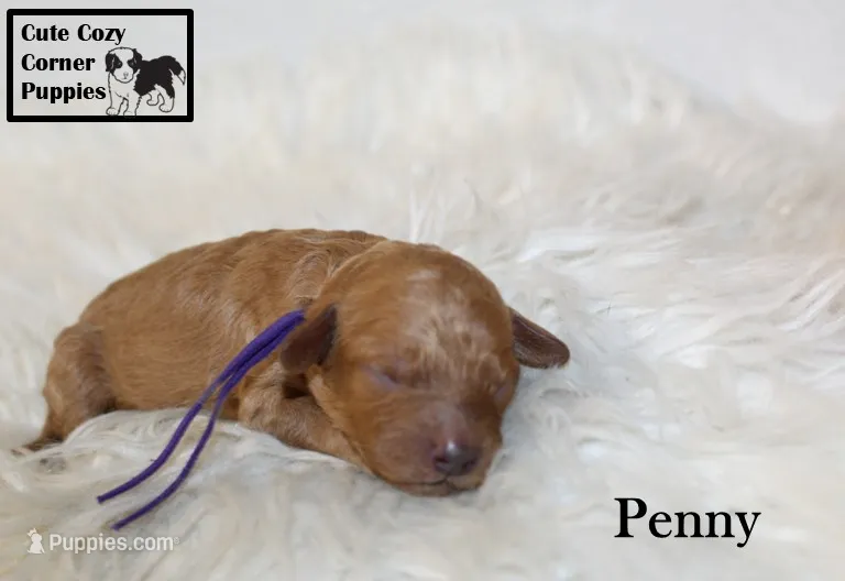 AKC Penny – Poodle - Miniature  puppy for sale in Taylorsville, NC
