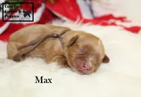 AKC Max, a male Cavalier King Charles Spaniel for sale in Taylorsville, NC – 5 of 9
